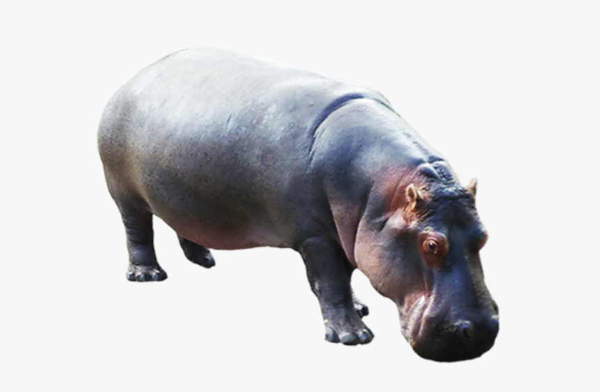 Hippo Png, Transparent Png, Free Download