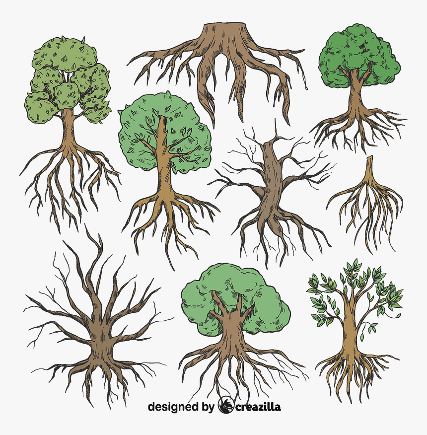 Post Oak, HD Png Download, Free Download