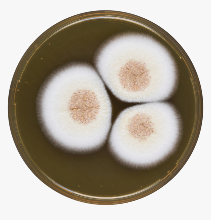 Aspergillus Neoechinulatus Meaox - Dish, HD Png Download, Free Download