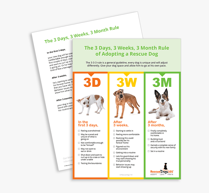 The 3 Days, 3 Weeks, 3 Month Rule Of Adopting A Rescue, HD Png Download, Free Download