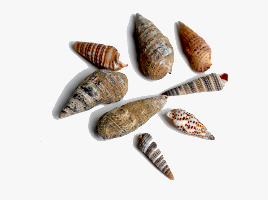 These Spiral Shaped Shells Are One Of The More Abundant - Spiral Snail Shell Fossil, HD Png Download, Free Download