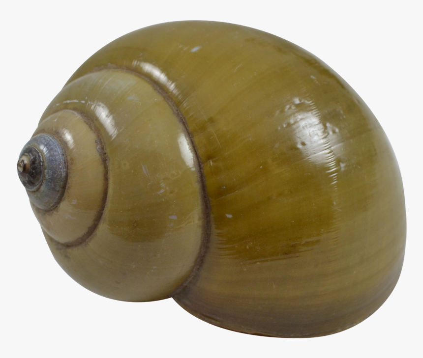 Green Land Snail - Sea Snail, HD Png Download, Free Download