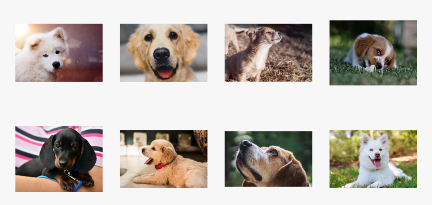 / Images/examples Getting Started 19 0 - Labrador Retriever, HD Png Download, Free Download