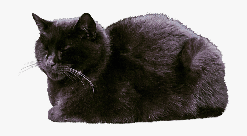 Cat - Black Cat Sleeping Clipart, HD Png Download, Free Download