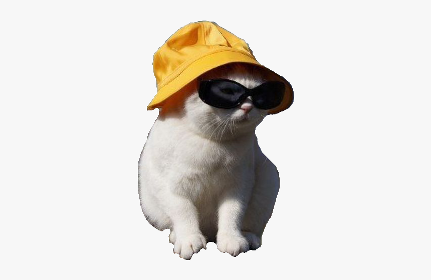 Gato Con Lentes Y Sombrero, HD Png Download, Free Download