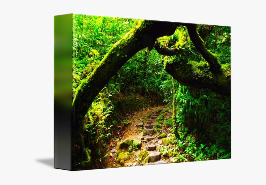 Jungle Path Cliparts - Moss, HD Png Download, Free Download