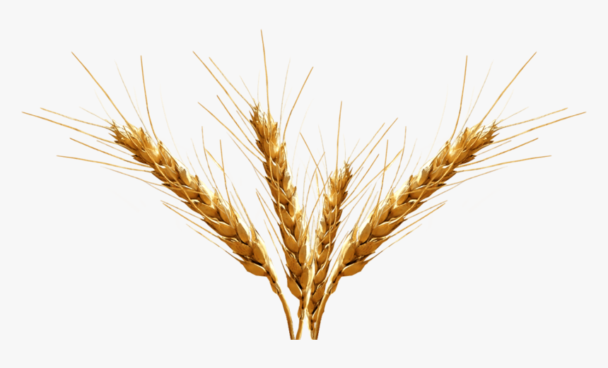 Barley-image - Barley Png, Transparent Png, Free Download