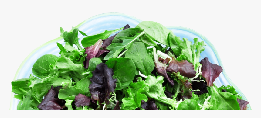 Pagelines- Lettuce - Spinach, HD Png Download, Free Download