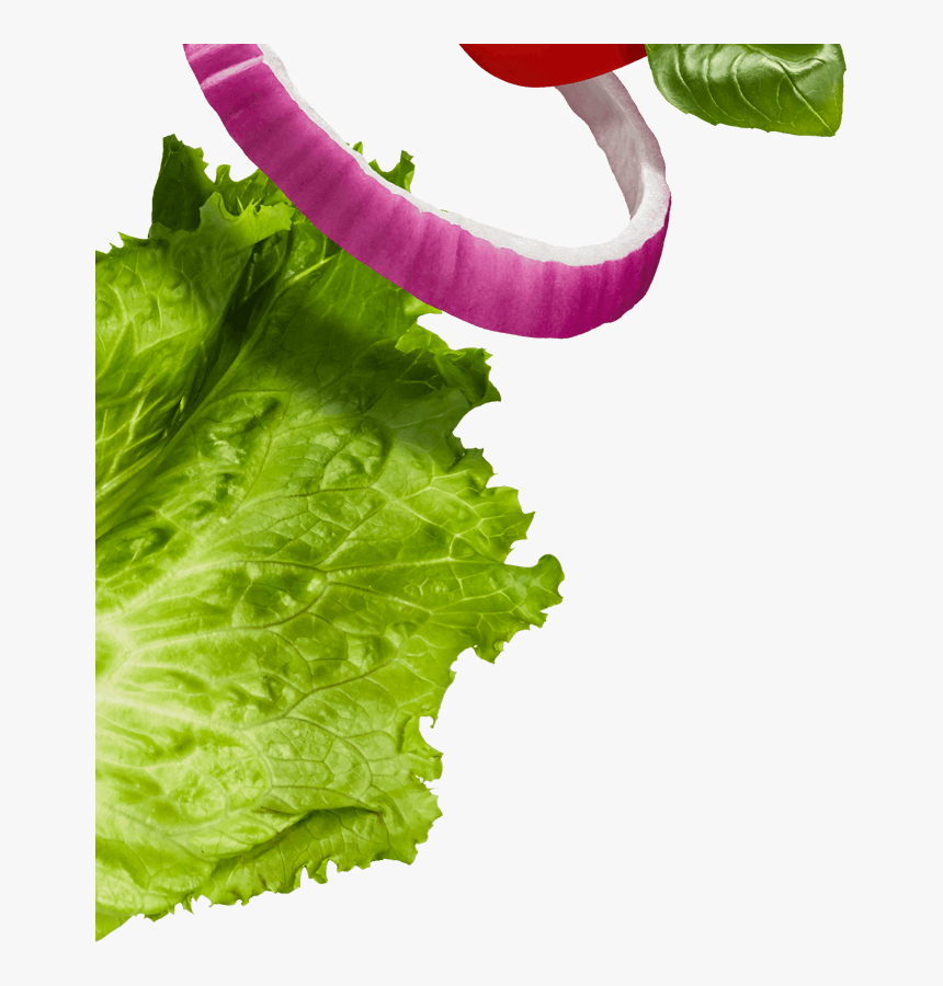 Lettuce And Onion - Romaine Lettuce, HD Png Download, Free Download