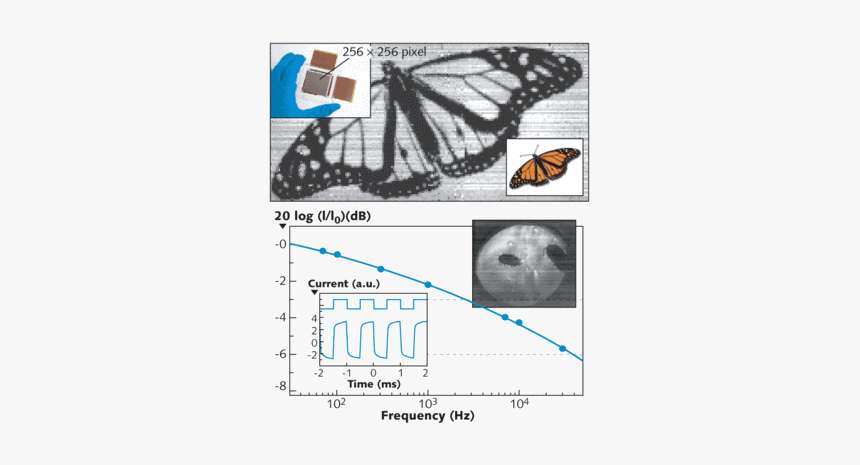 Monarch Butterfly, HD Png Download, Free Download