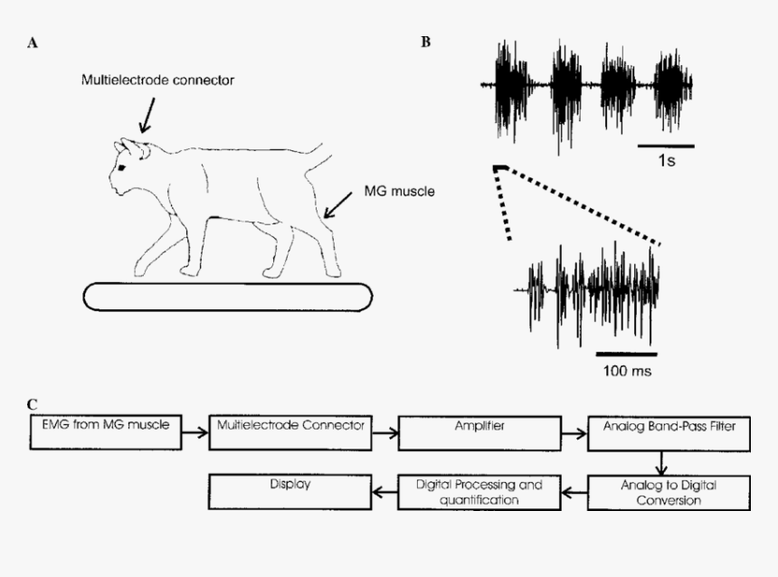 Electromyography Animal, HD Png Download, Free Download