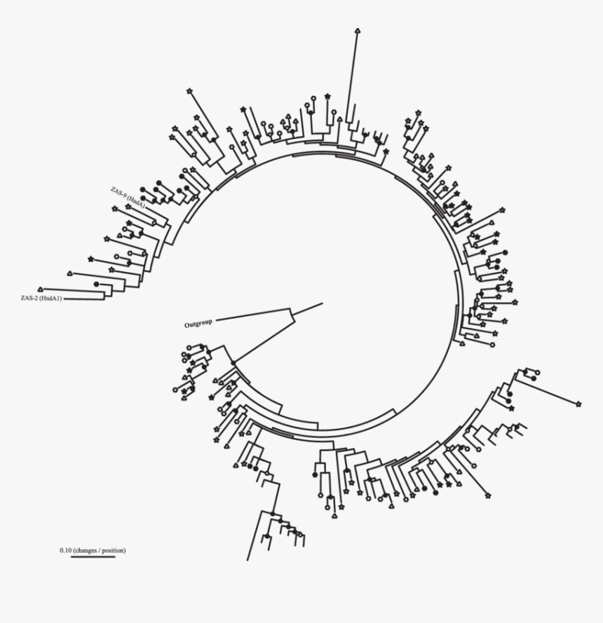 Phylogram For Family 3 [fefe] Hydrogenases Cloned From - Circle, HD Png Download, Free Download