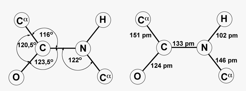 Trans-peptide Bond - Trans Peptide Bond, HD Png Download, Free Download