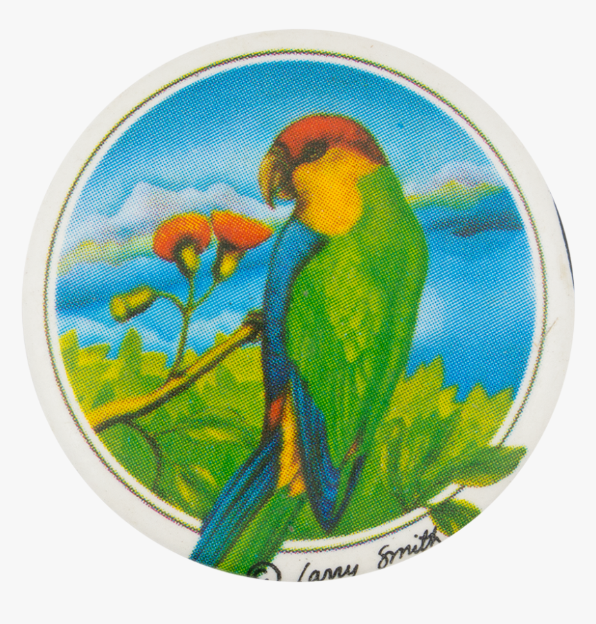 Tropical Bird Art Button Museum - Budgie, HD Png Download, Free Download