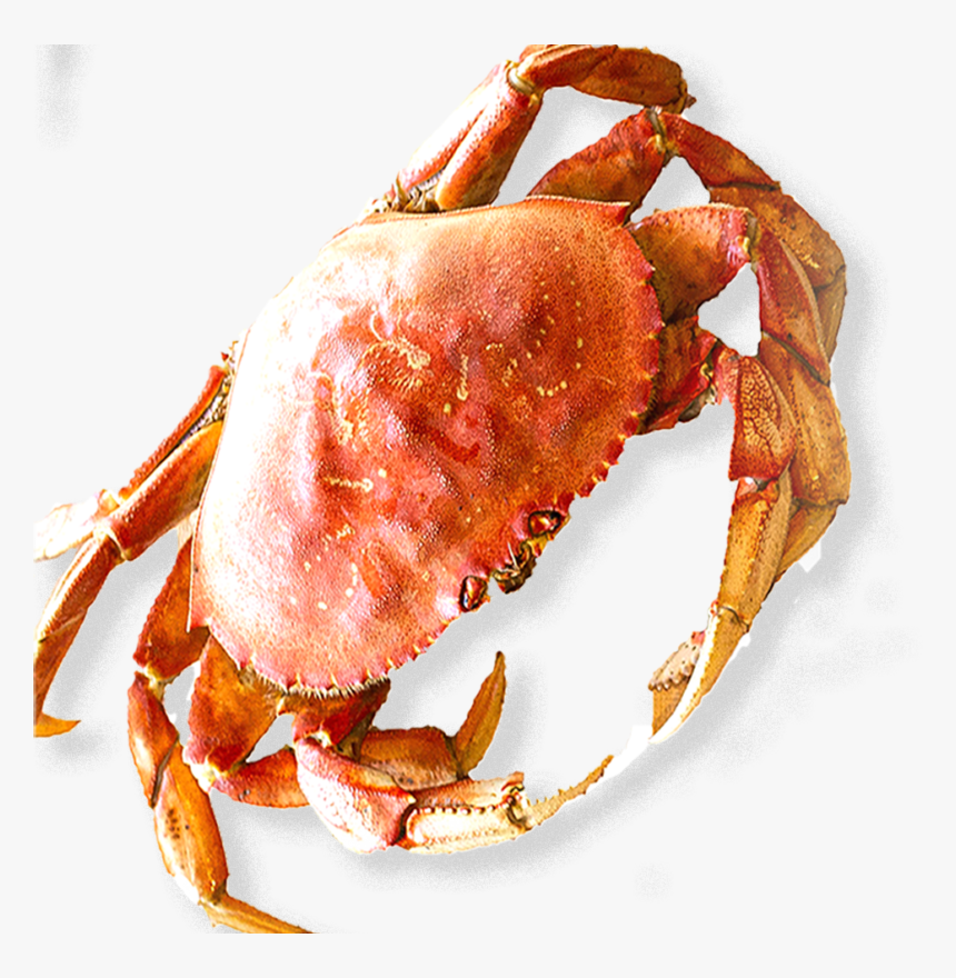 Dungeness Crab, HD Png Download, Free Download