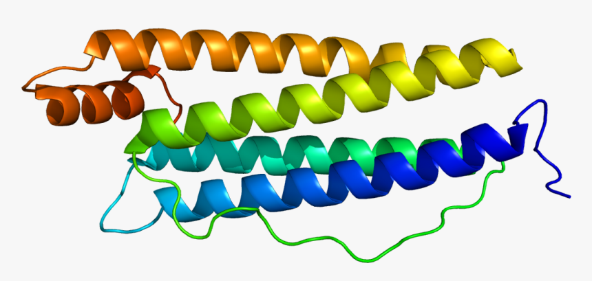 Protein Ftl Pdb 2ffx - Ferritin Light Chain Structure, HD Png Download, Free Download