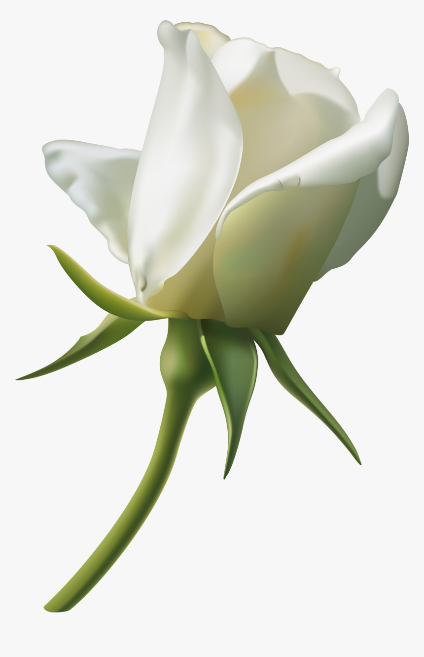 Single White Rose Png, Transparent Png, Free Download