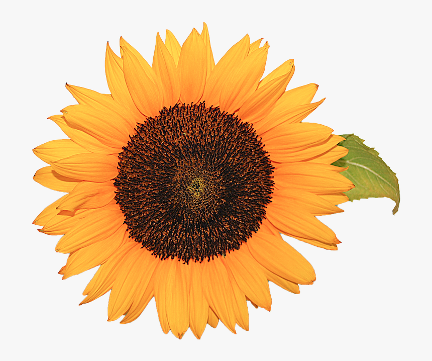 Girasoles Png, Transparent Png, Free Download