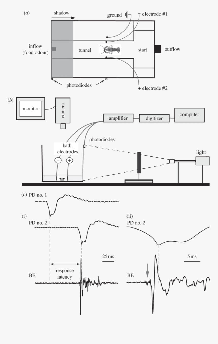 Diagram, HD Png Download, Free Download