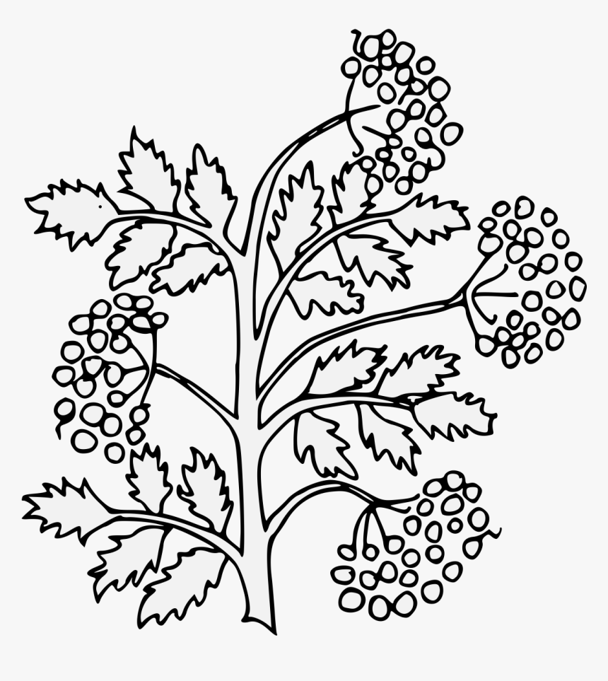 Twig Drawing Elder - Line Art, HD Png Download, Free Download