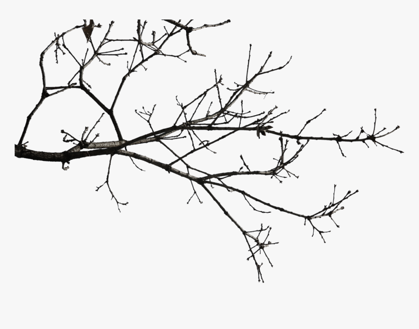 Twig Drawing Elder - Tree Branch Icon Transparent Background, HD Png Download, Free Download