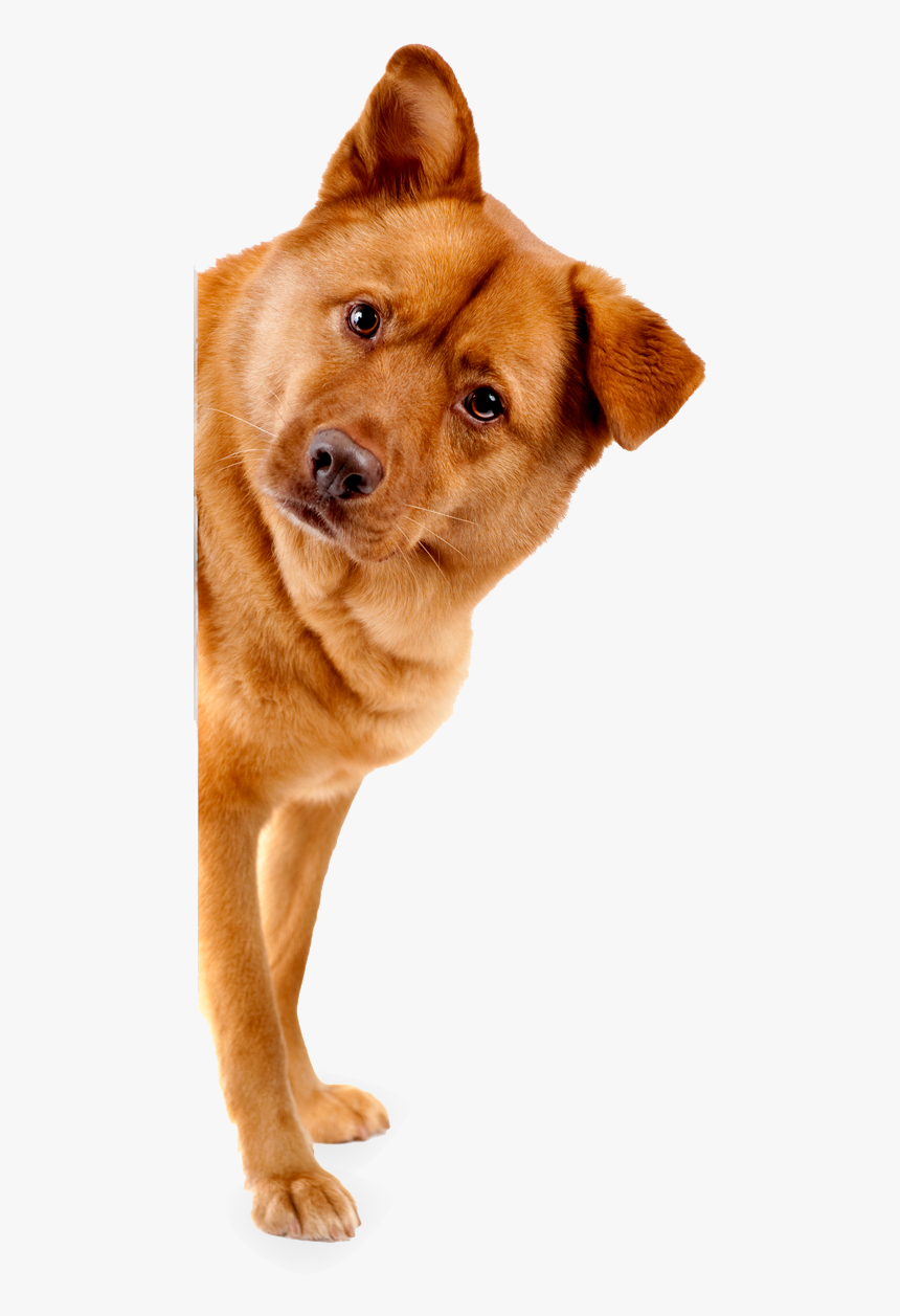 Pet Health Brown Cute Dog In Providence, Ri - Dog Adoption Png, Transparent Png, Free Download