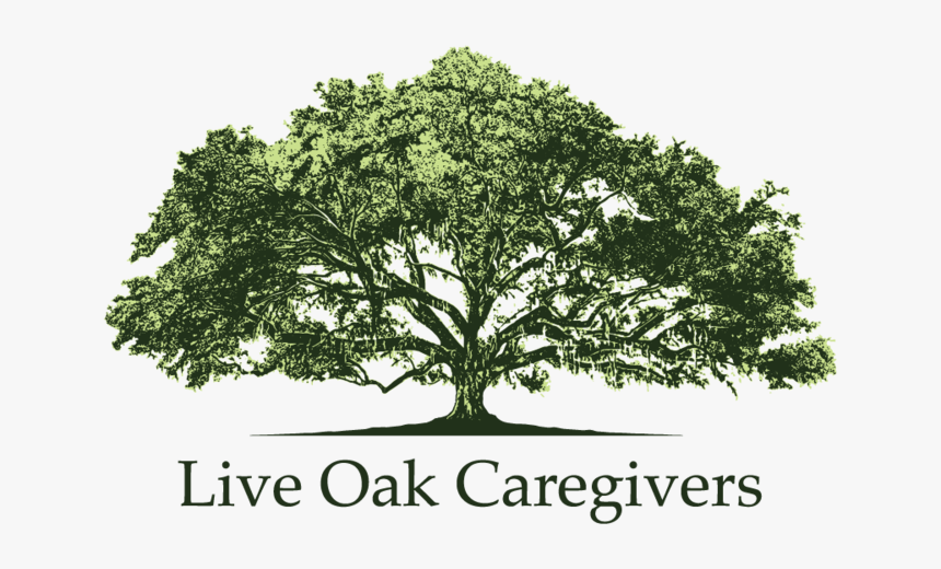 Live-oak - Mexican Pinyon, HD Png Download, Free Download