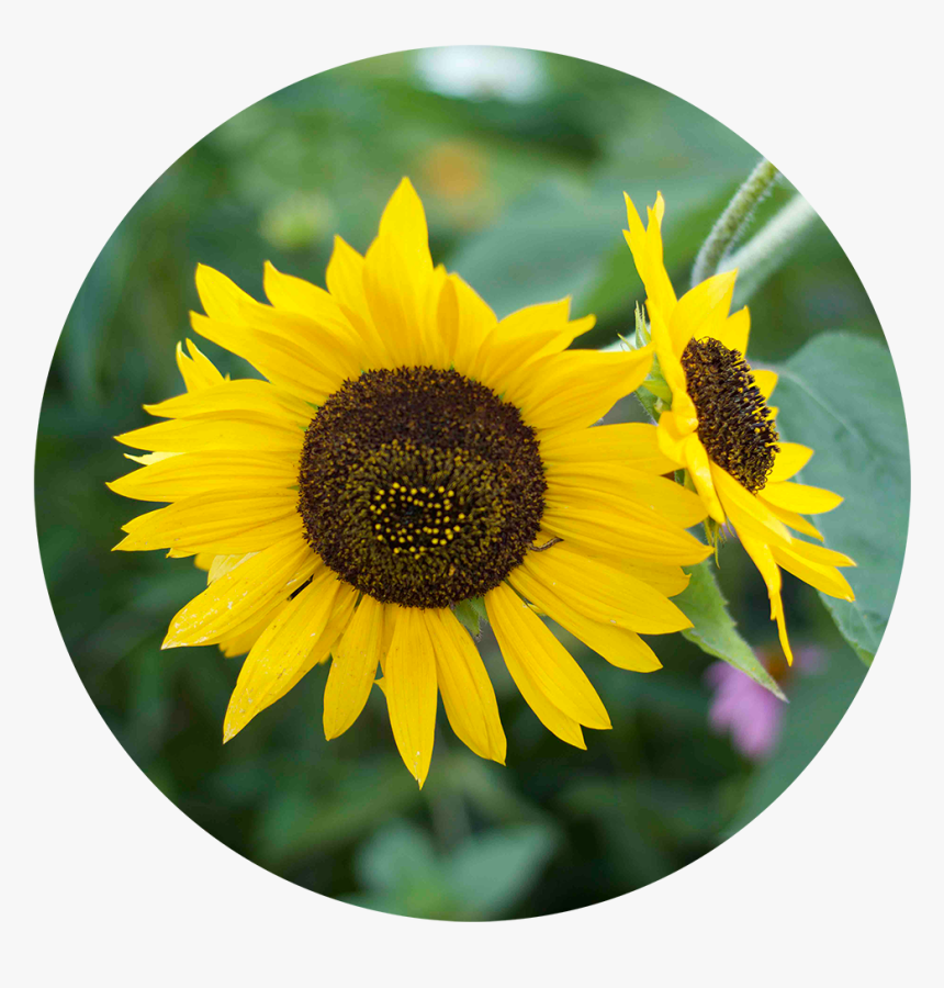 Sunflower, HD Png Download, Free Download