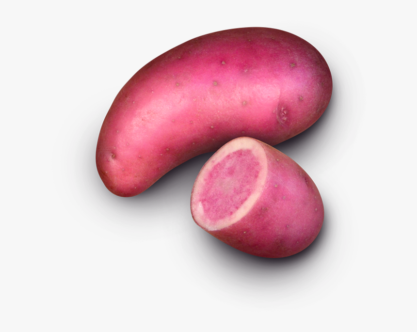 Cranberry Bean, HD Png Download, Free Download