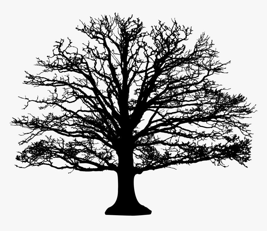 Tree With Roots Silhouette Png - Black And White Leafless Tree, Transparent Png, Free Download