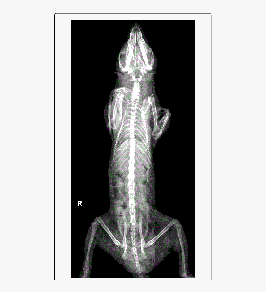 Normal Opossum X Ray, HD Png Download, Free Download