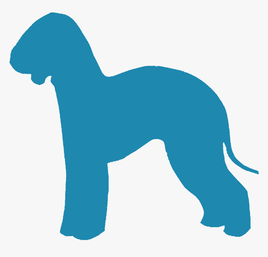 Bedlington Terrier - Companion Dog, HD Png Download, Free Download