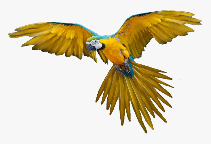 Bird Flying Gif Png, Transparent Png, Free Download