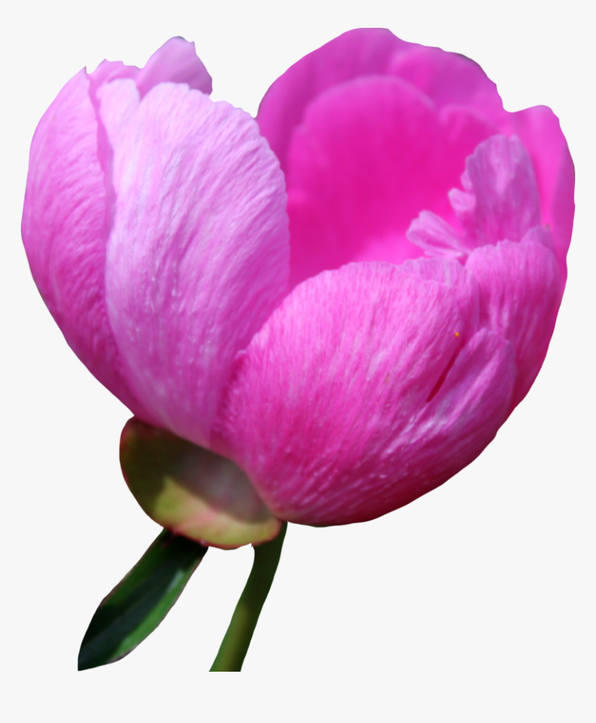 Download Peony Png Free Download For Designing Projects - Peony, Transparent Png, Free Download