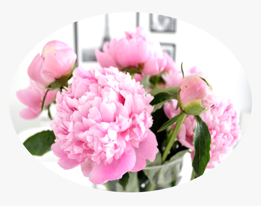 Pink Peonies - Common Peony, HD Png Download, Free Download