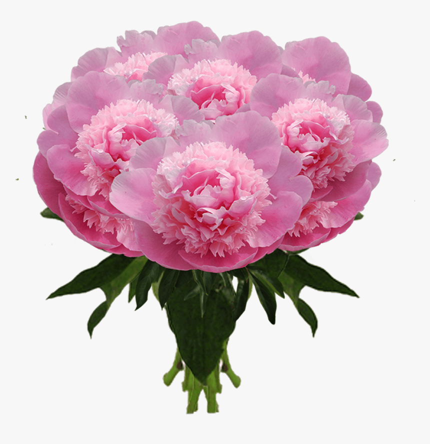 Buy Peonies Online - Common Peony, HD Png Download, Free Download