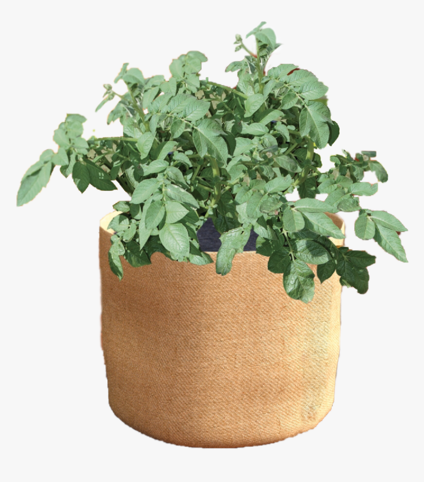 Flowerpot, HD Png Download, Free Download