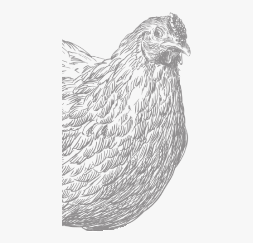 Chicken , Png Download - Chicken, Transparent Png, Free Download