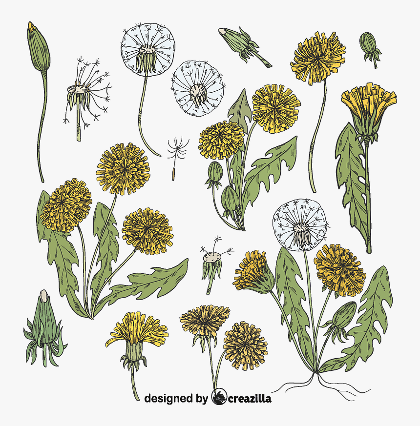 Chrysanths, HD Png Download, Free Download