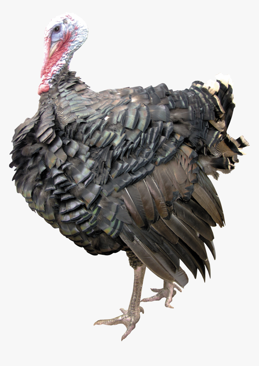 Turkey Bird Png - Индюшка Png, Transparent Png, Free Download