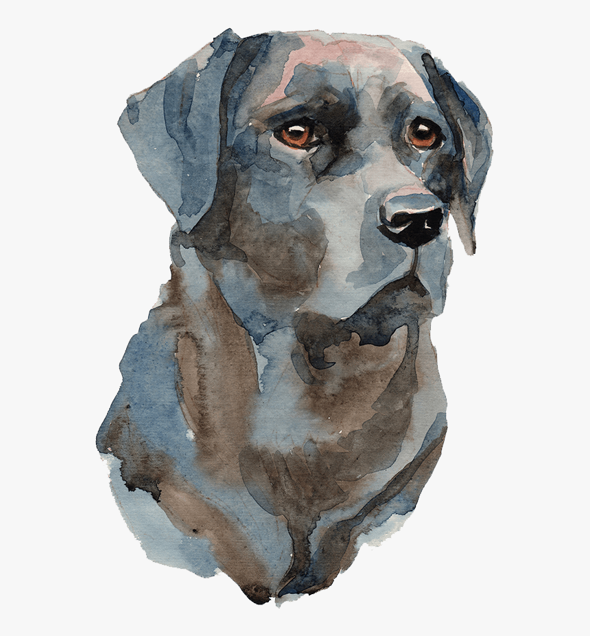 Saltydog Image - Labrador Retriever, HD Png Download, Free Download