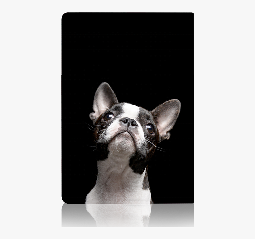 French Bulldog, HD Png Download, Free Download