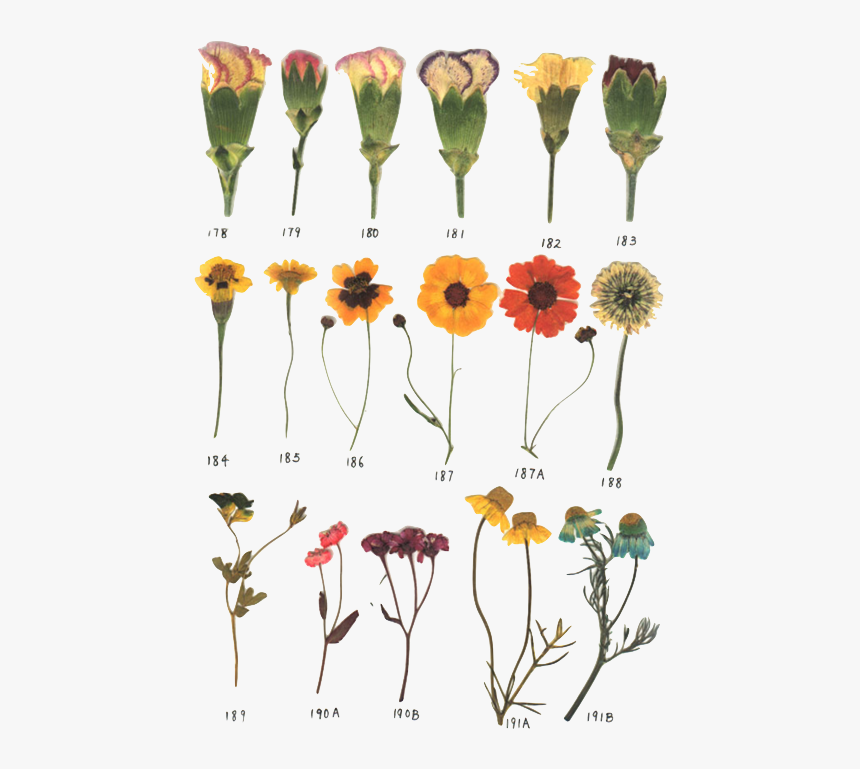 Dry Flowers Tumblr Png, Transparent Png, Free Download