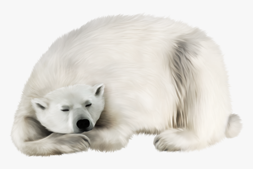 Now You Can Download Polar Bear Transparent Png Image, Png Download, Free Download