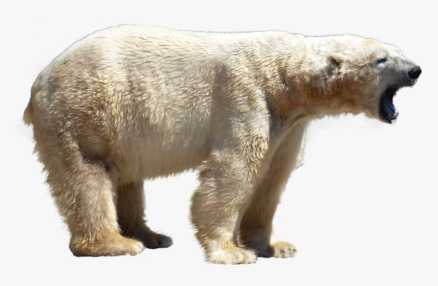 Eisbär Png, Transparent Png, Free Download