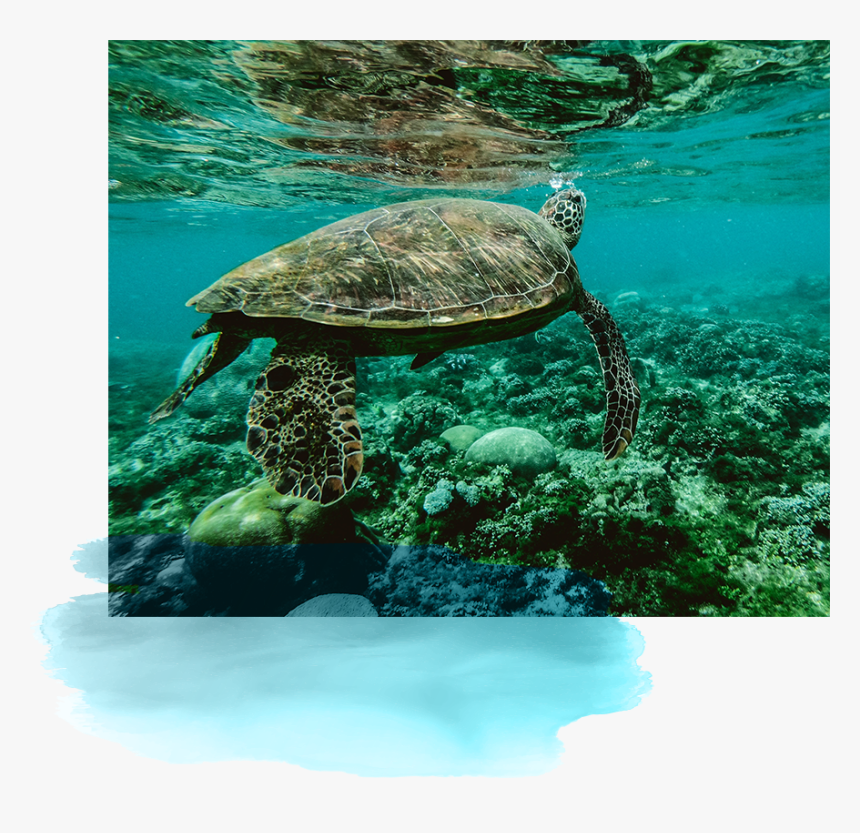 Homeimage03 - Cool Pictures Of Turtles, HD Png Download, Free Download