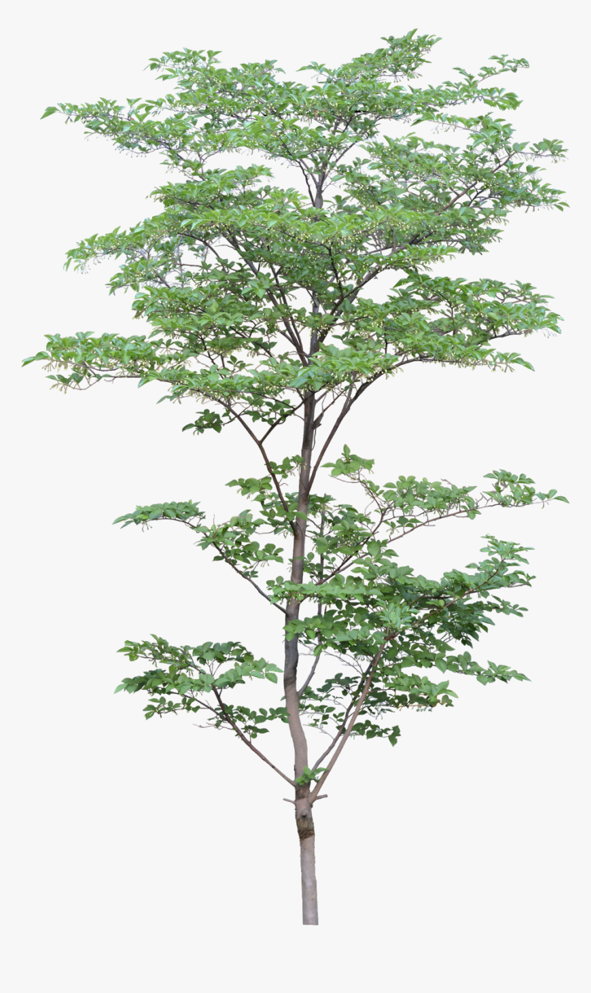 Tree Architecture Png, Transparent Png, Free Download