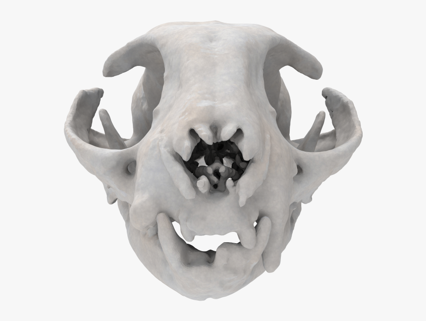 Cat Skull - Skull, HD Png Download, Free Download