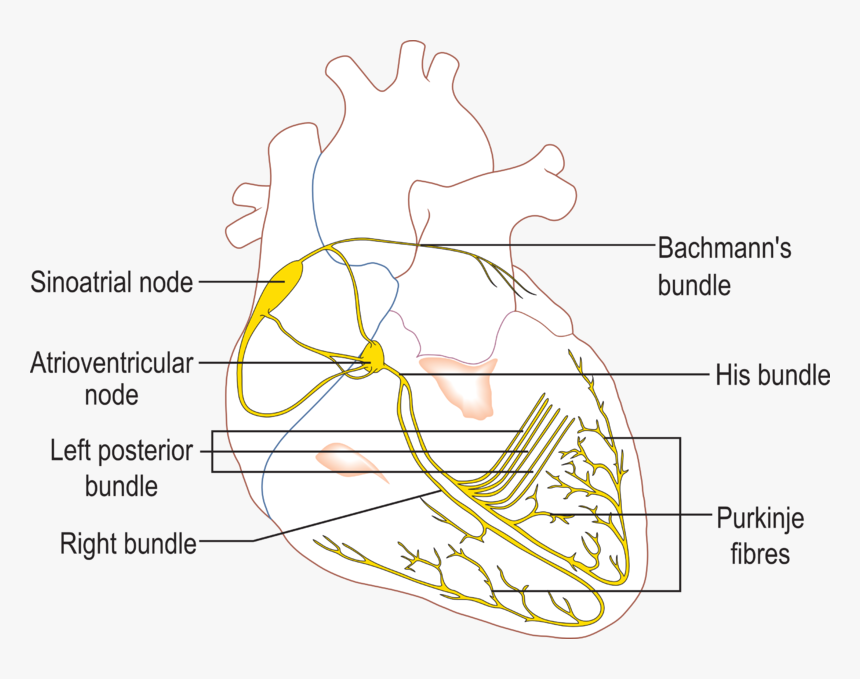 File - - Conduction System Of The Heart, HD Png Download, Free Download