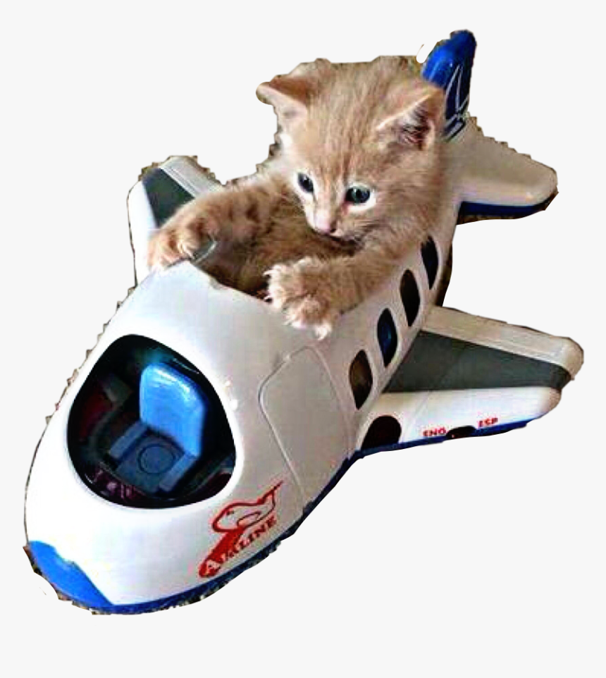 Kitty Kitten Toy Plane Airplane Aeroplane Freetoedit - Kitten Traveler, HD Png Download, Free Download